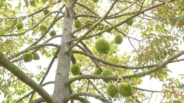 Looking up at a large durian tree full of growing young green fruits hanging on numerous branches against a bright sky in an agricultural farm.
