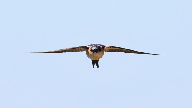 Red-rumped swallow in flight, Cecropis daurica, birds of Montenegro