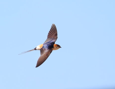 Red-rumped swallow in flight, Cecropis daurica, birds of Montenegro