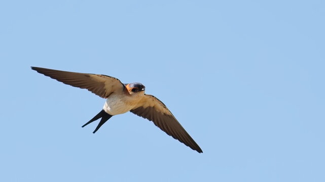 Red-rumped swallow in flight, Cecropis daurica, birds of Montenegro