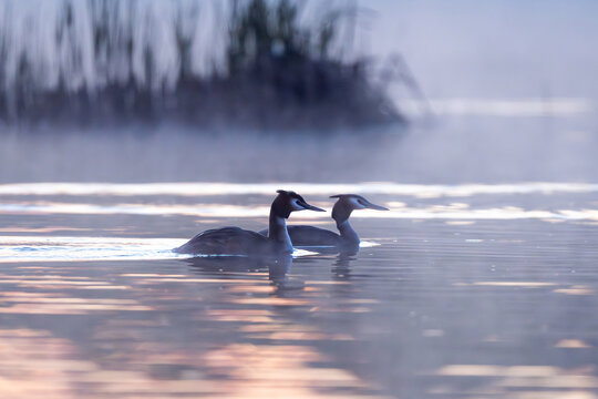 A Pair Of Grebes In The Morning Fog