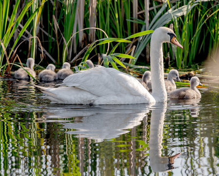 Mute Swan With Chicks In Action