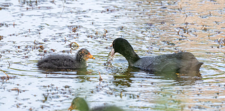 Eurasian Coot Swimming In Pond