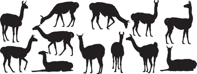 collection of llama and alpaca silhouettes in various standing and walking poses, vector © farwa atima