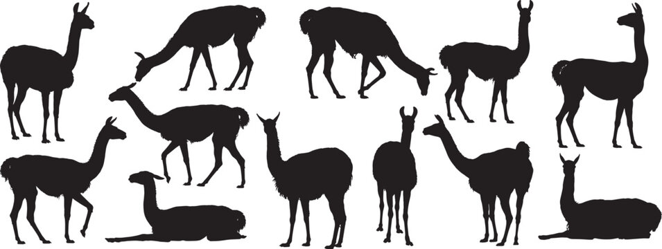 collection of llama and alpaca silhouettes in various standing and walking poses, vector