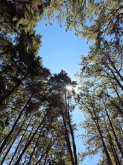 Fototapeta premium Low angle view looking up at pine tree canopy against clear blue sky with bright sunlight flare through branches