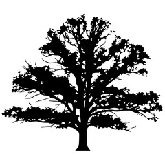 Obraz premium Minimalist Oak Tree Silhouette, Black and White, Isolated on White Background