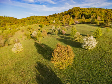 Aerial view of blooming fruit trees on rolling green hills with a dense forest background under a blue sky Cerin, Banskobystricky kraj, Slovakia.