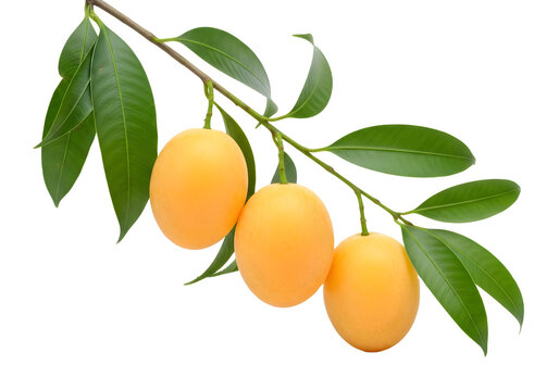 Fresh yellow marian plum fruits on green leaf branch isolated.