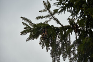Świerk, Picea A. Dietr © Marcin Łazarczyk