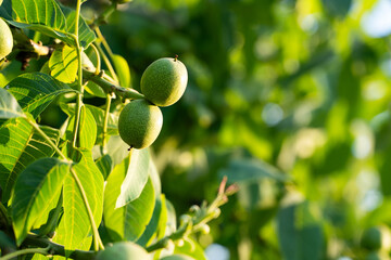 Green walnuts growing on a tree branch, showing natural organic fruit on a sunny agricultural background © Volodymyr_sh