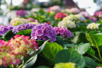 Obraz premium Vibrant purple and pink hydrangea flowers blooming in a lush garden, beautiful floral landscape with soft morning sunlight and bokeh background.