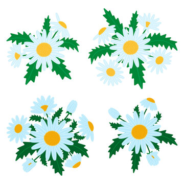 Collection of wild chamomile flowers. Botanical daisy floral arrangements set for decorative greeting card or wedding invitation clipart. Summer meadow nature bundles. Flat-style vector work.