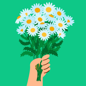 Summer chamomile bouquet in hand. Botanical wild daisy floral decoration for a seasonal greeting card or a holiday gift idea. Meadow nature bunch arrangement. Flat-style vector illustration.