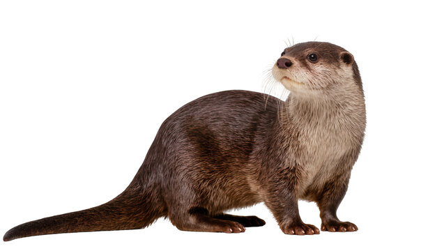 Brown River Otter Standing on Paws with Long Tail and Whiskers