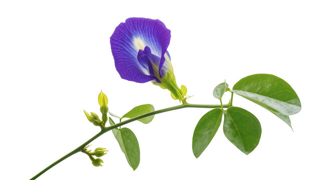 Vibrant Butterfly Pea Flower Stem with Green Leaves and Buds