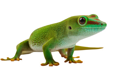 Fototapeta premium Vivid Green Crested Gecko Resting on Surface