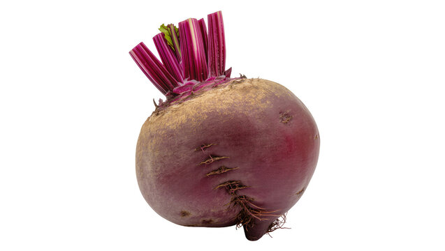 Deep purple raw beet root with green leafy tops and rootlets