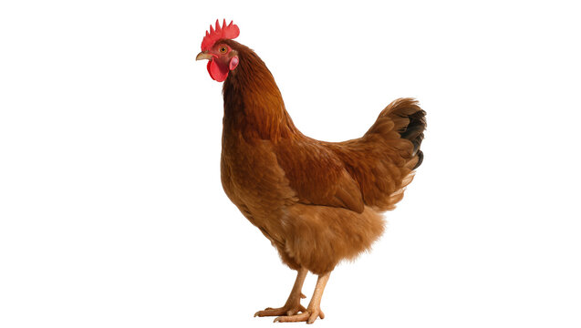 Brown rooster with red comb standing on yellow feet