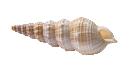 Obraz premium Spiral Seashell with Beige and Brown Stripes and Pointed Tip