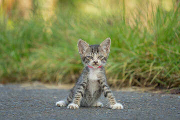 A small tabby kitten wearing a red collar sitting on an asphalt road with a lush green grass background in a rural setting. © panji