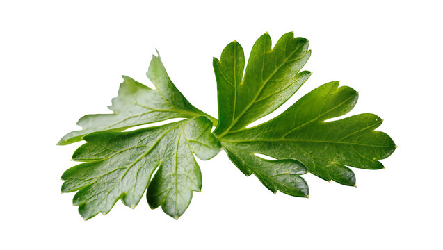 Fresh vibrant green Parsley sprig with detailed leaf texture