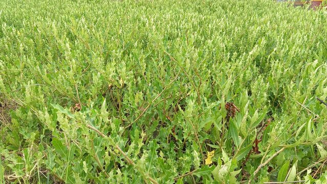 green grass background