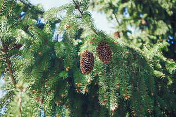 Świerk, Picea A. Dietr © Marcin Łazarczyk