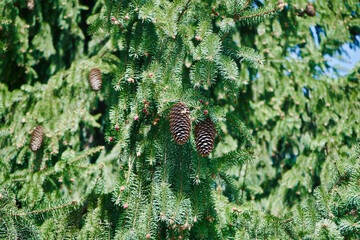 Świerk, Picea A. Dietr © Marcin Łazarczyk