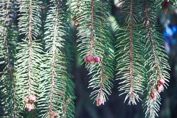 Świerk, Picea A. Dietr © Marcin Łazarczyk