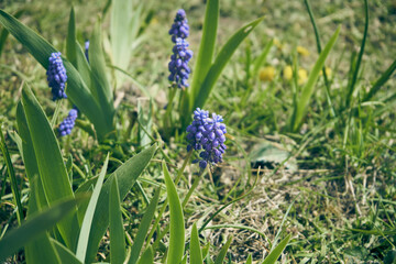 Szafirek armeński, Muscari armeniacum © Marcin Łazarczyk