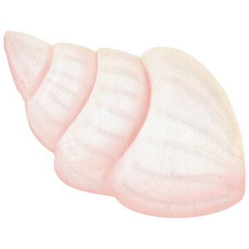 Pink seashell illustration