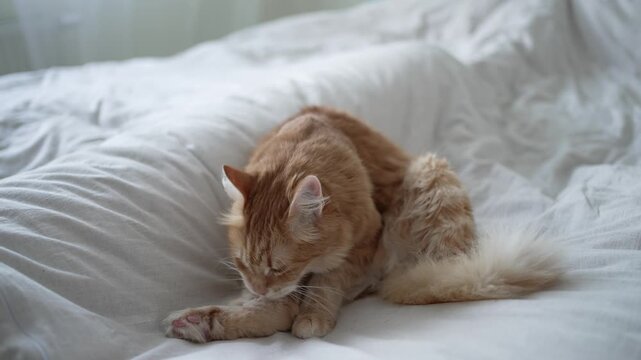 Adorable long-haired ginger cat lying comfortably on a white rumpled bed and diligently grooming itself, meticulously licking its paw to maintain its cleanliness and hygiene