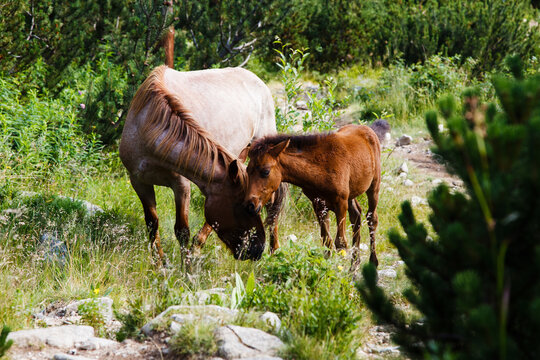 Wild mare and foal grazing in alpine meadow