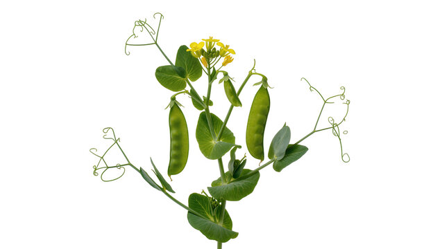 Green Pea Pods with Yellow Flowers and Delicate Vines