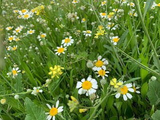 Fototapeta premium Nature Background of Wild Daisies. Wild Meadow with Chamomile Daisies and Yellow Mustard Flowers in Spring Bloom