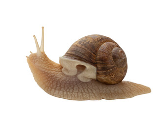 Snail Isolated on Transparent Background – Garden Animal © ELKAHLAOUI