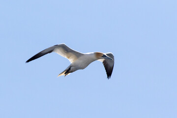 Fototapeta premium Northern Gannet (Morus bassanus) adult, flying over the Strait of Gibraltar, against blue sky.