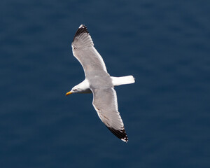 Fototapeta premium Yellow-legged Gull (Larus michahellis), adult, flying off Gibraltar.