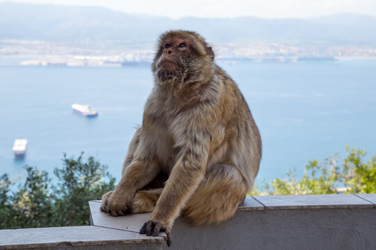 Berber monkey or magot (Macaca sylvanus) on the Rock of Gibraltar, which is the only place in Europe where there is a wild population of monkeys.