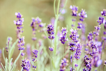 Fototapeta premium Close-up of blooming lavender flowers in soft natural light