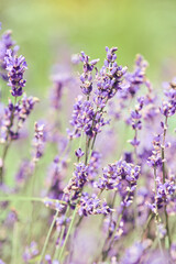 Obraz premium Close-up of blooming lavender in soft natural light with blurred green background