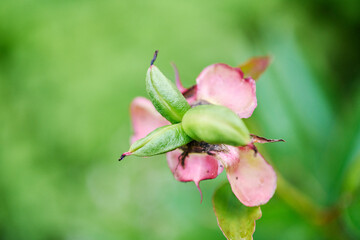 Obraz premium Close-up of impatiens glandulifera seed pod with soft green and pink tones
