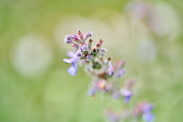 Obraz premium Delicate nepeta blossom in soft focus with green background