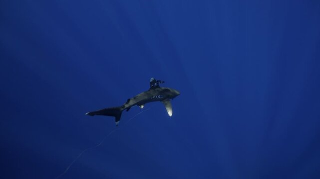 Oceanic whitetip shark escorted by remoras. Calm confident, shark moves gracefully through blue water, embodying beauty and danger of open-ocean ecosystems. Responsible eco-tourism support marine