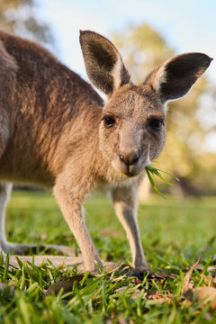 Eastern Grey Kangaroo Grazing Near Noosa Everglades