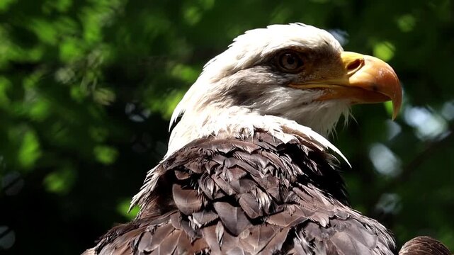 Bald Eagle's Intense Gaze: A close-up view of a majestic bald eagle, showcasing its piercing eyes, hooked beak, and powerful presence, set against a backdrop of lush foliage.