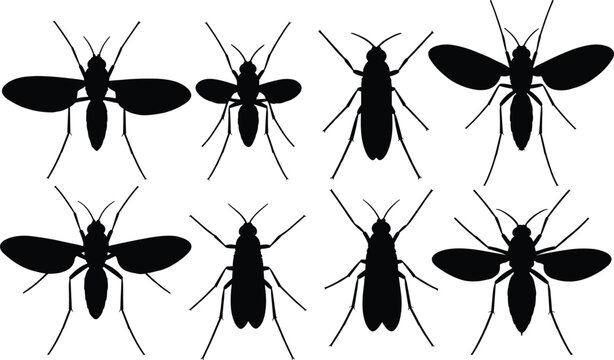 Illustration of gnats in black silhouette. This vector design shows different angles of gnats, small flying insects often found around plants and in damp environments.