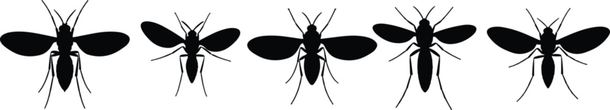 Black silhouette illustration of gnats in various poses. This vector design showcases different angles of gnats, tiny flying pests commonly found around plants and damp areas.