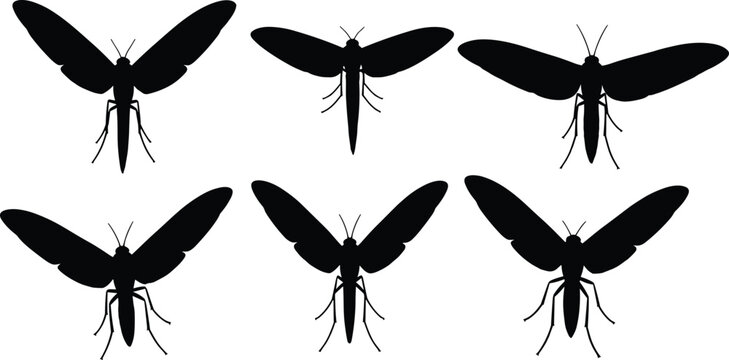 Black silhouette illustration of mosquito hawk insects. The design shows various views of mosquito hawks, also known as crane flies, ideal for pest control and nature themes.